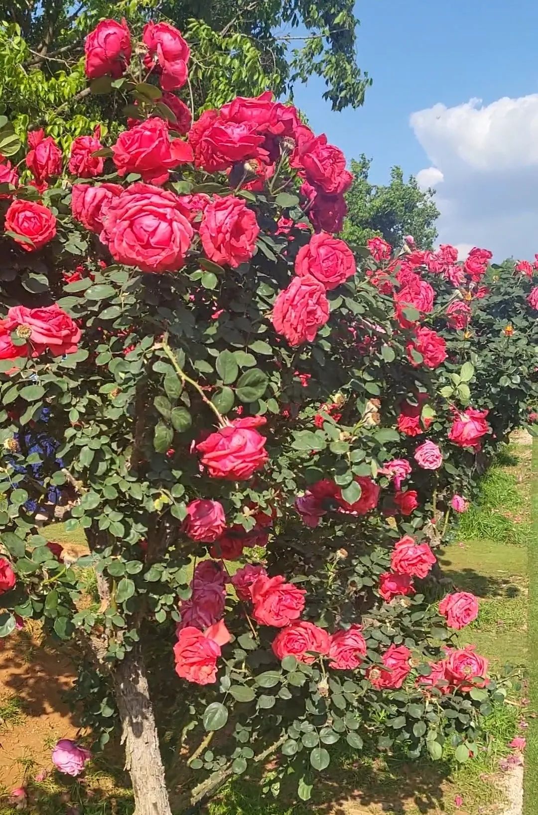 一部手机游云南