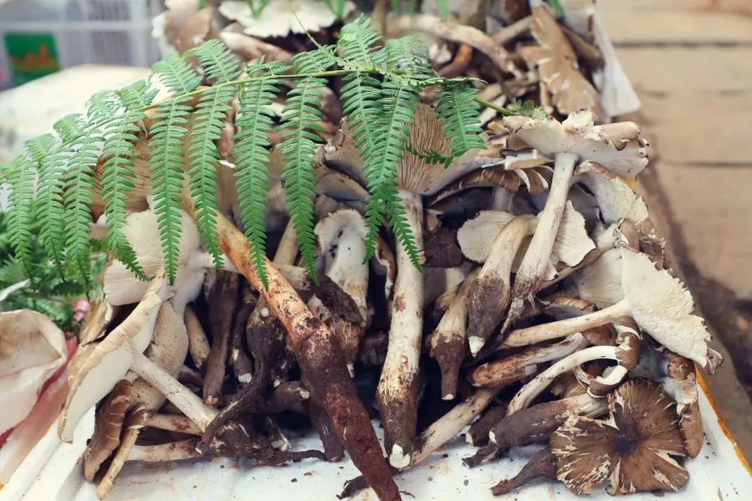 一部手机游云南