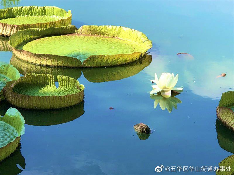 五华区华山街道办事处