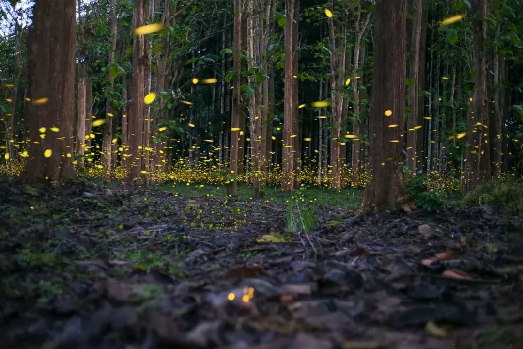 一部手机游云南