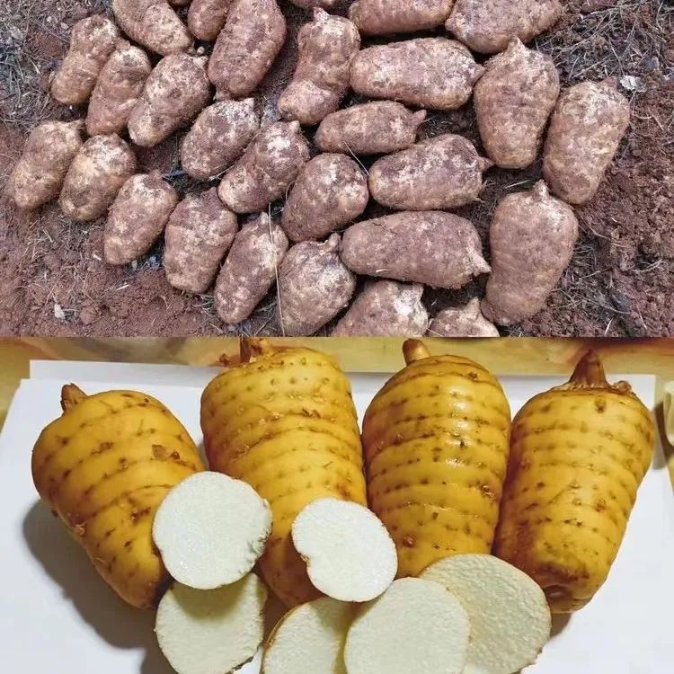 魅力禄劝