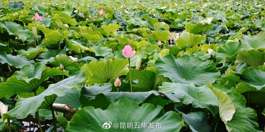 “昆明五华发布”微博