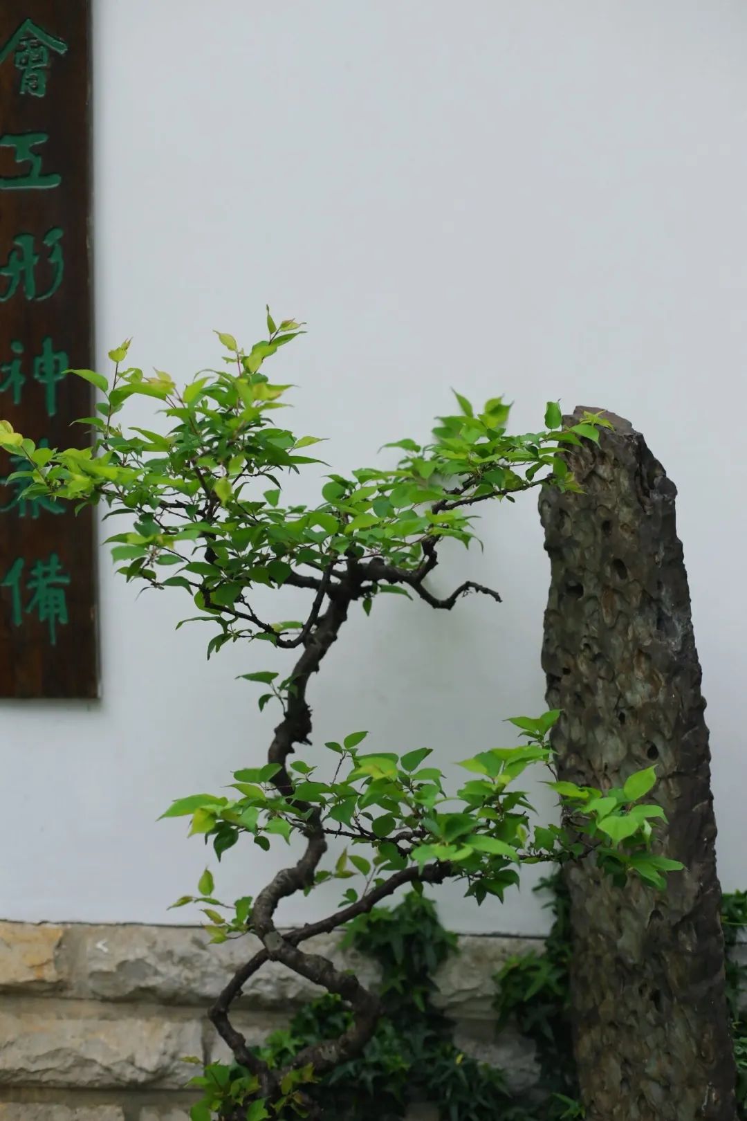 微观盘龙