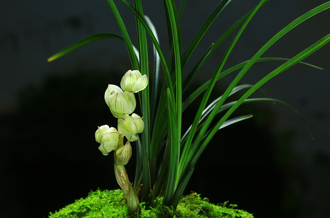 云南省文化和旅游厅