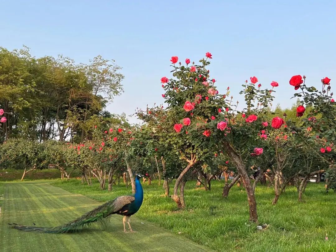 一部手机游云南