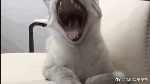 总打哈欠可能是大脑缺氧了