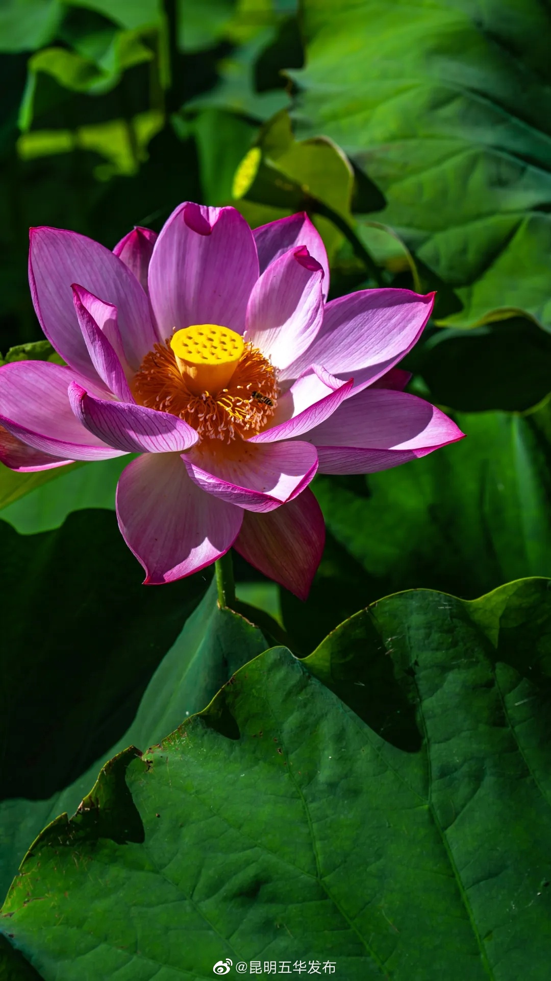 “昆明五华发布”微博