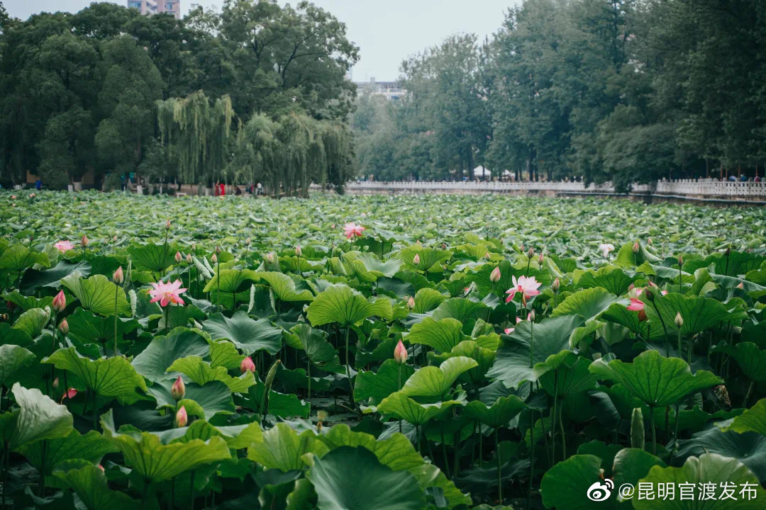 “昆明官渡发布”微博
