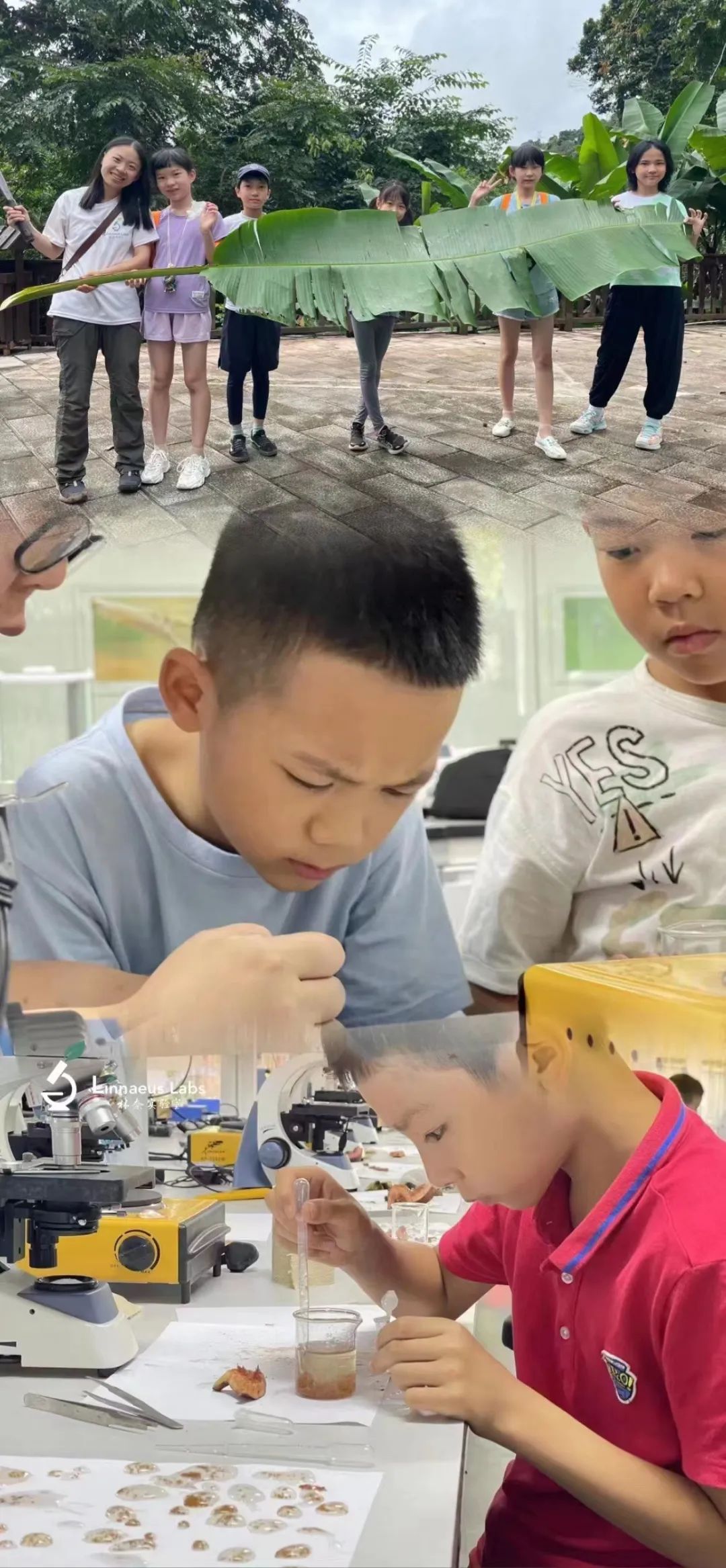 西双版纳望天树景区