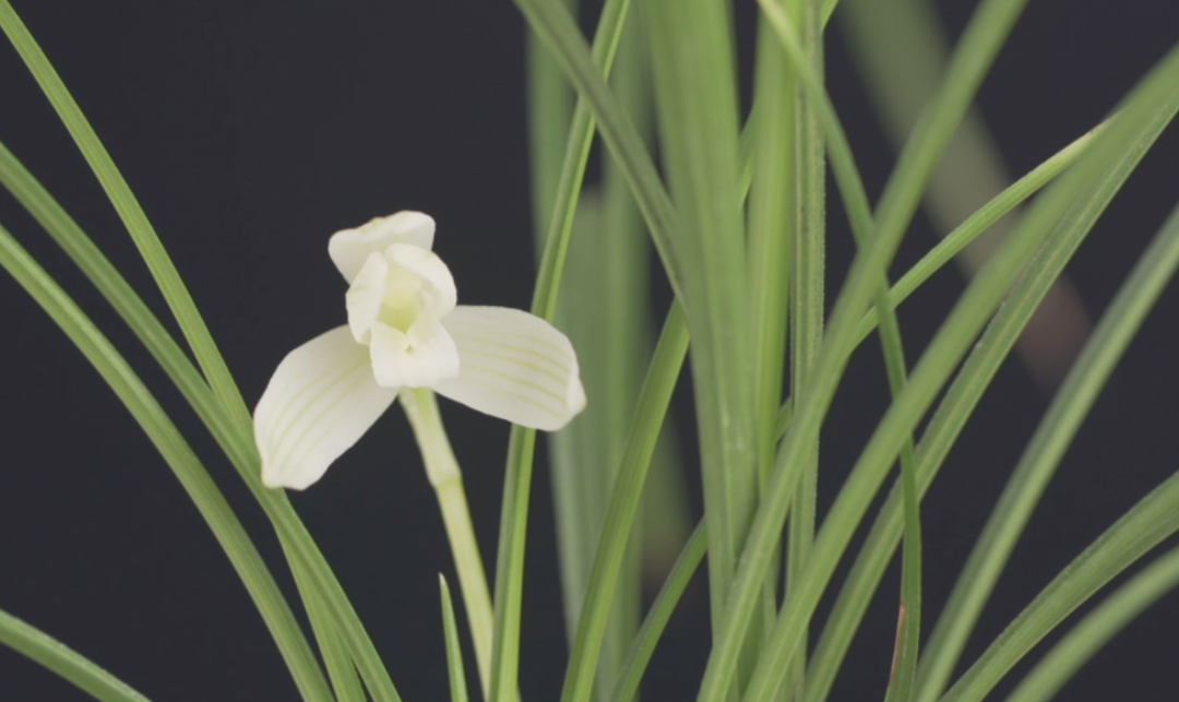 云南省文化和旅游厅