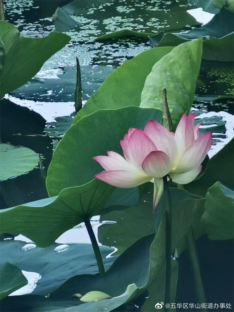 五华区华山街道办事处