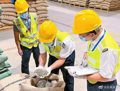 出口量达1.8万吨！云南咖啡豆出口增势明显