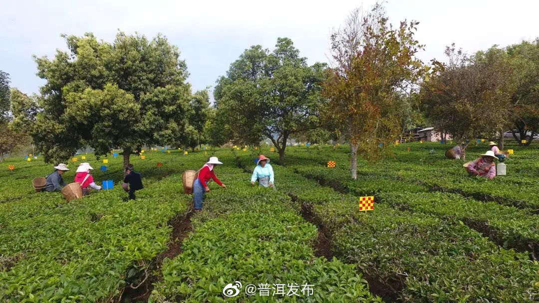 有机茶认证＋1！江城县农民专业合作社再获有机产品认证证书