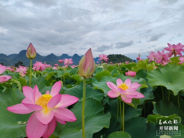 云南省文化和旅游厅