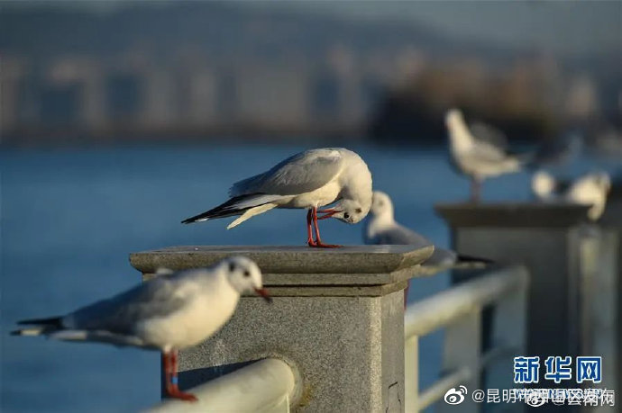 昆明市西山区发布