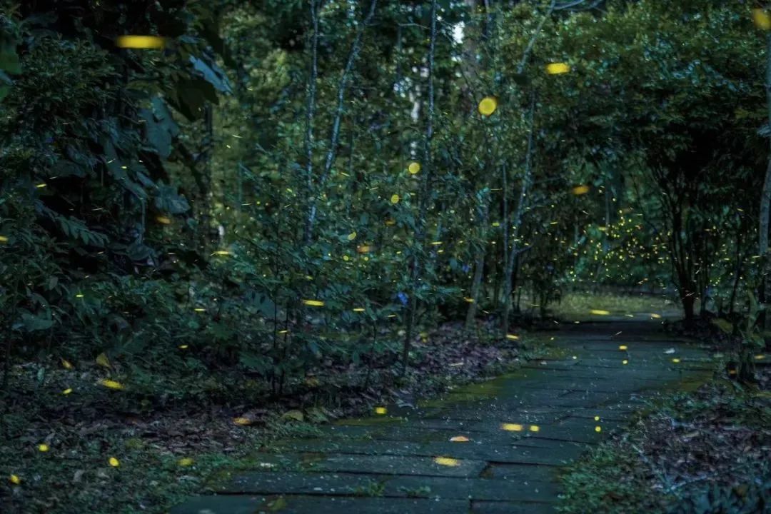 一部手机游云南