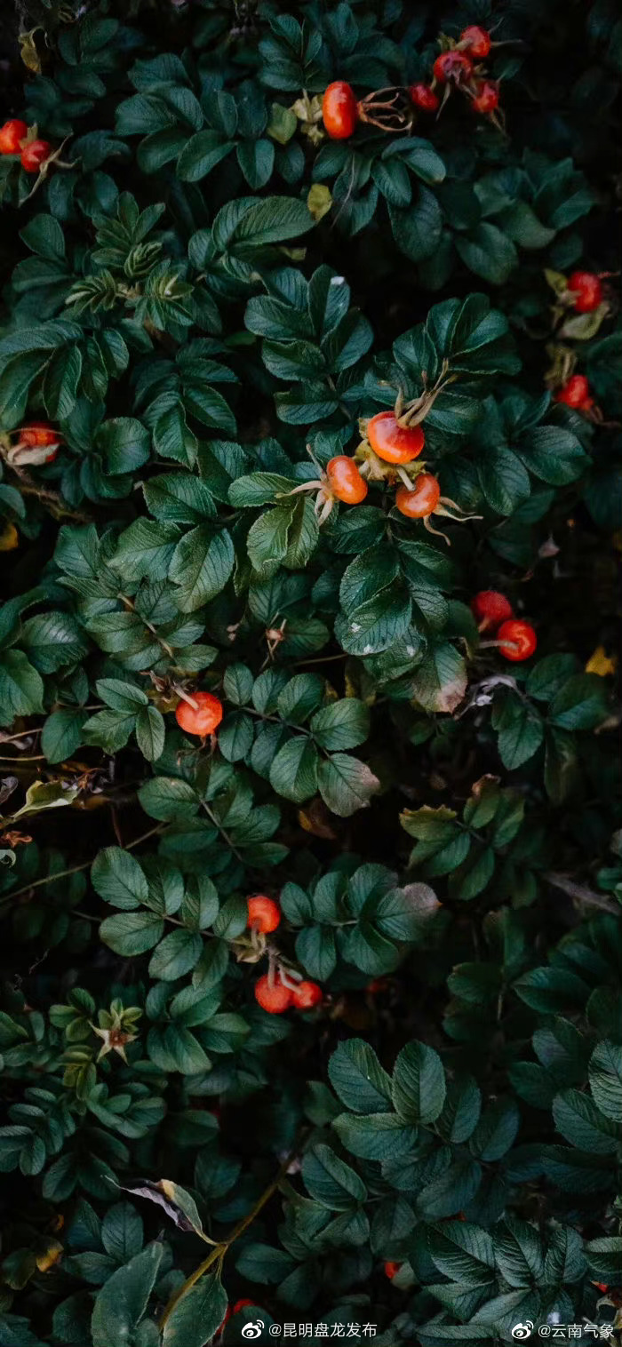 云南省未来24小时天气预报