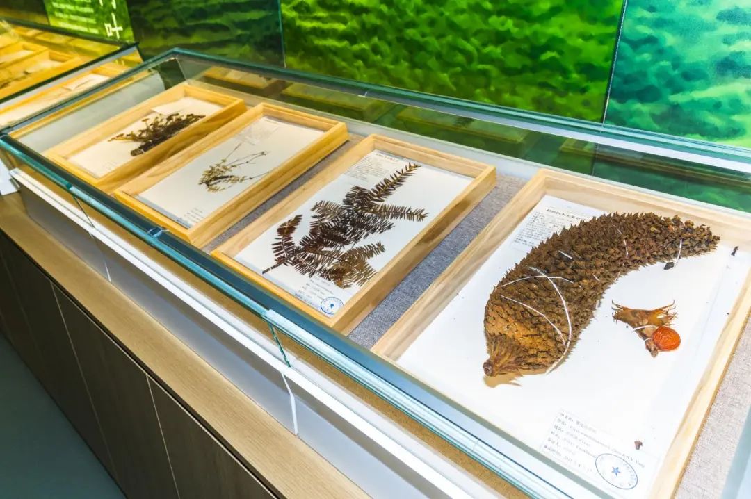 昆明轿子山旅游