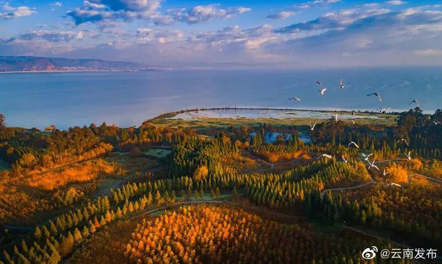 云南将打造一批成规模有特色的云南苗木品牌