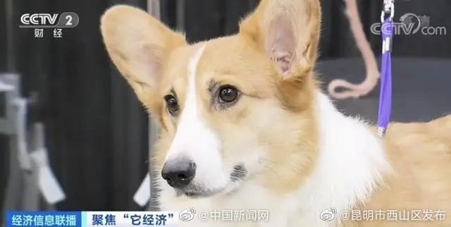 昆明市西山区发布