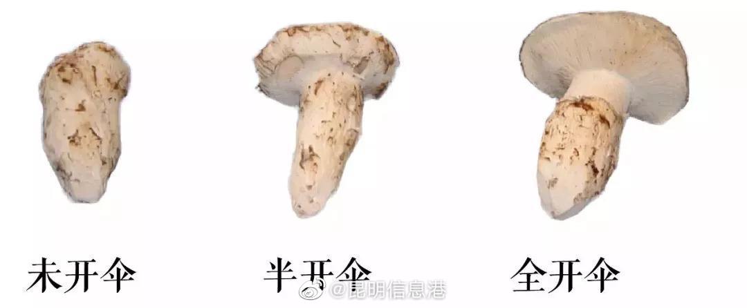 昆明信息港