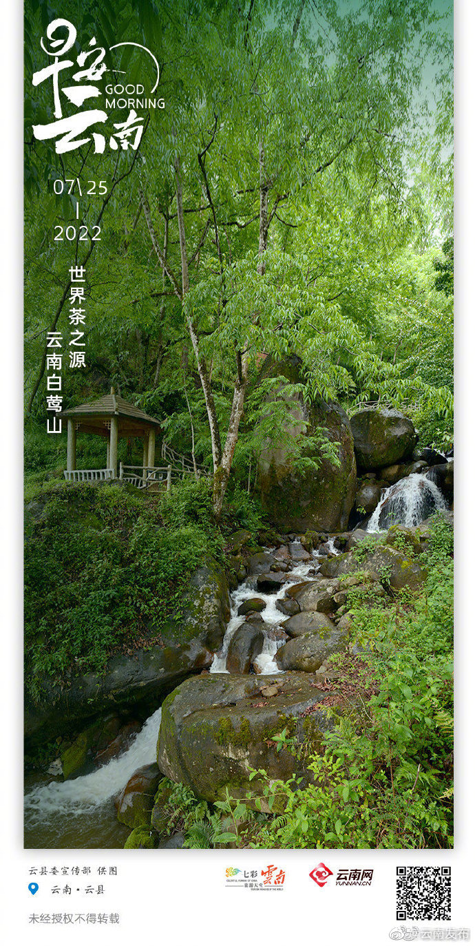 白莺山古茶园：遗落深山的“茶树演化自然博物馆”