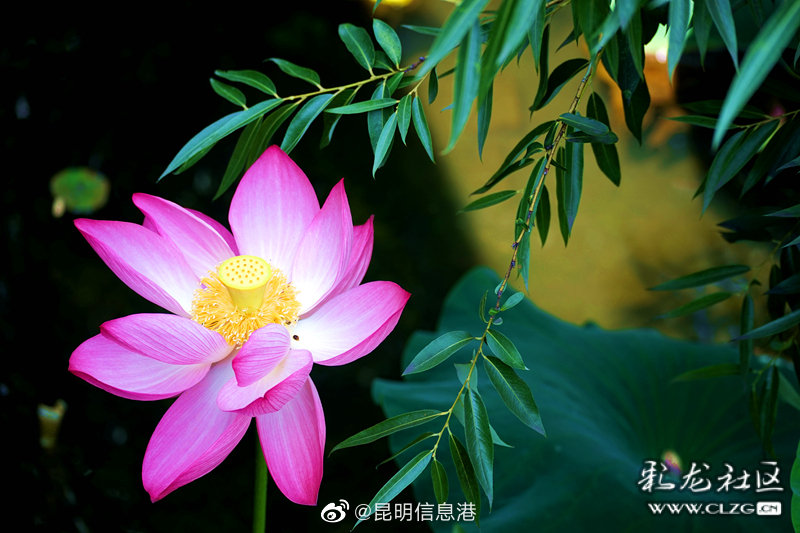 昆明信息港