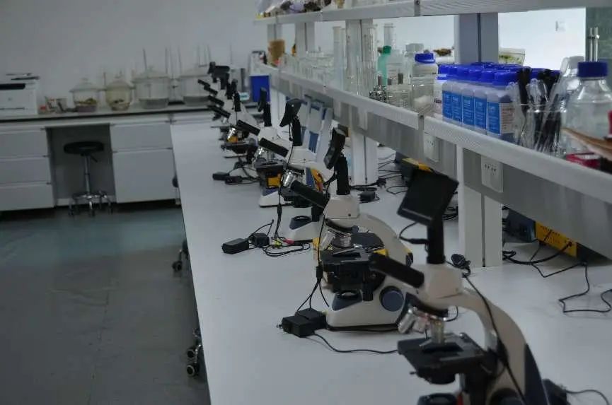 西双版纳望天树景区