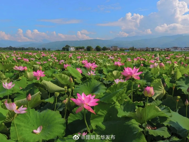 “昆明五华发布”微博