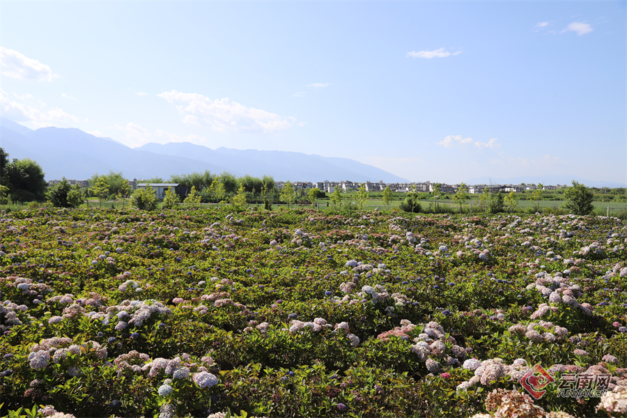 云南省文化和旅游厅