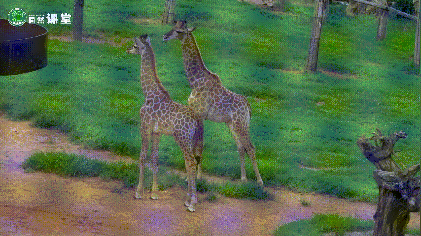 云南野生动物园