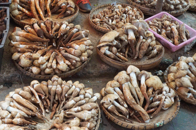 一部手机游云南