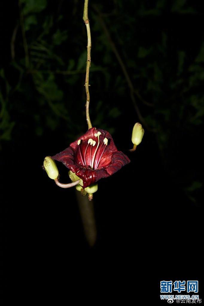 “云南发布”微博