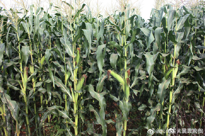 云南将建12个特色品种共享平台