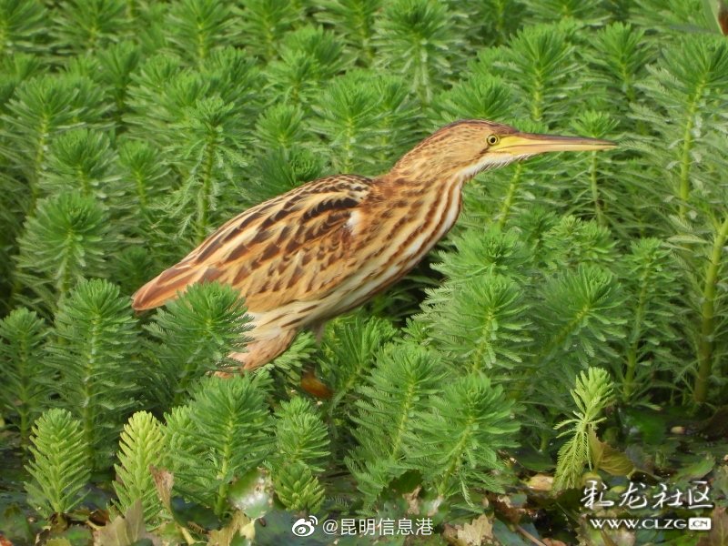 昆明信息港
