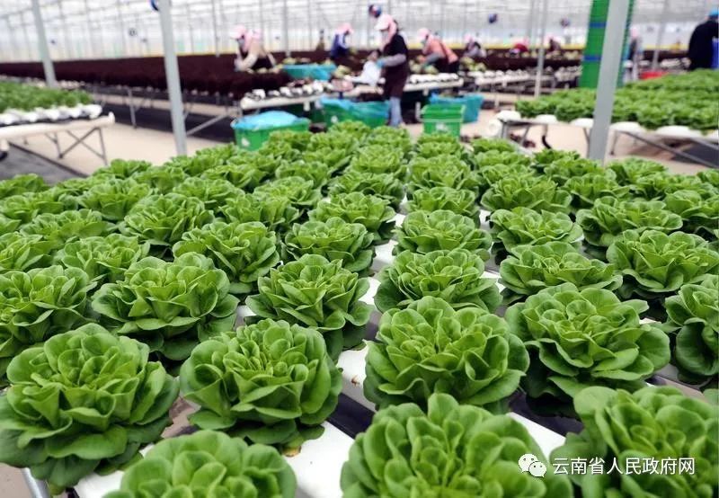 云南省人民政府网