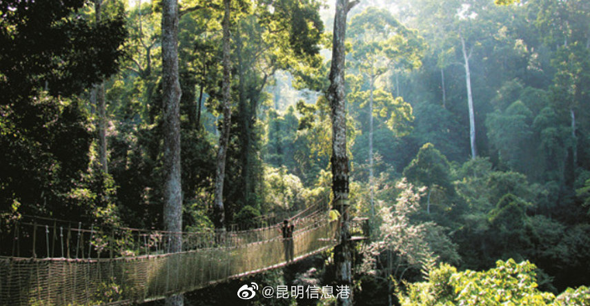 云南这十年丨西双版纳：森林覆盖率达81.34%居全省第一