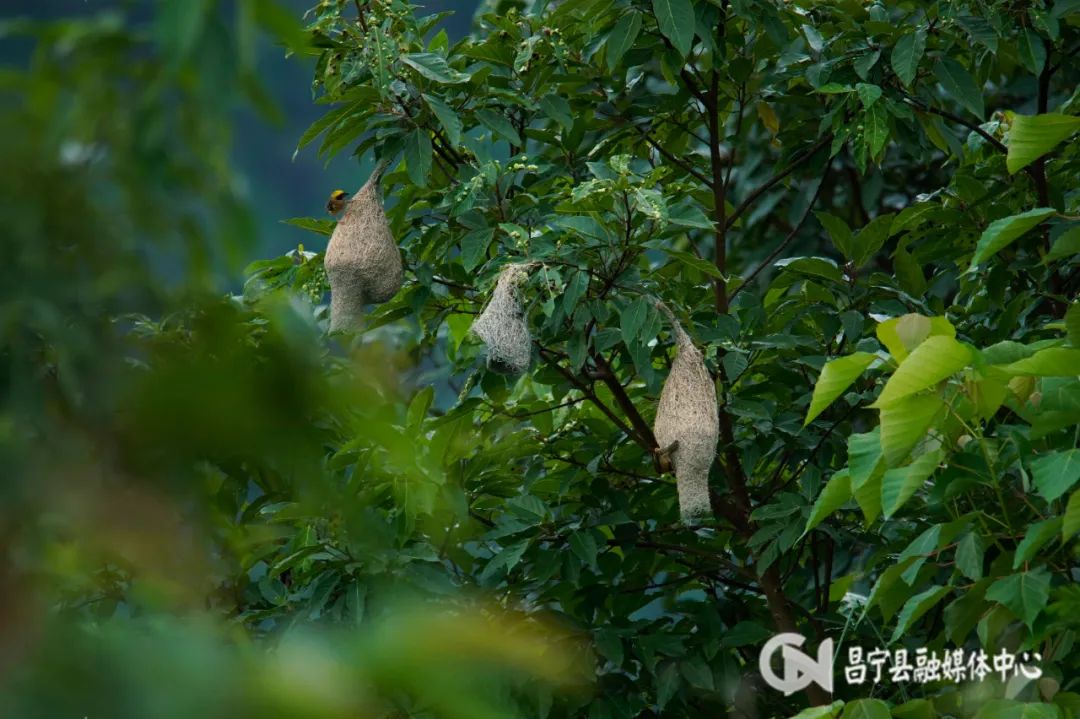 保山新闻网