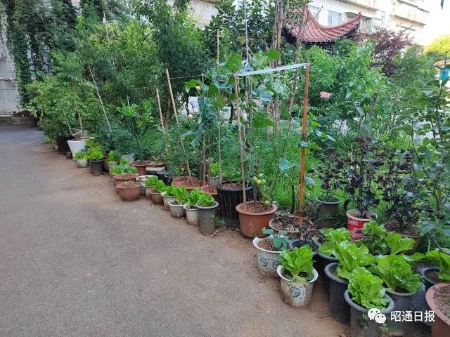 昭通日报