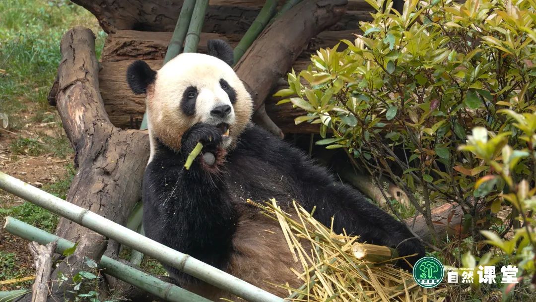云南野生动物园