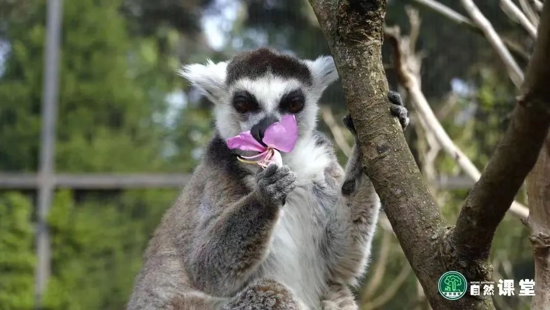 云南野生动物园