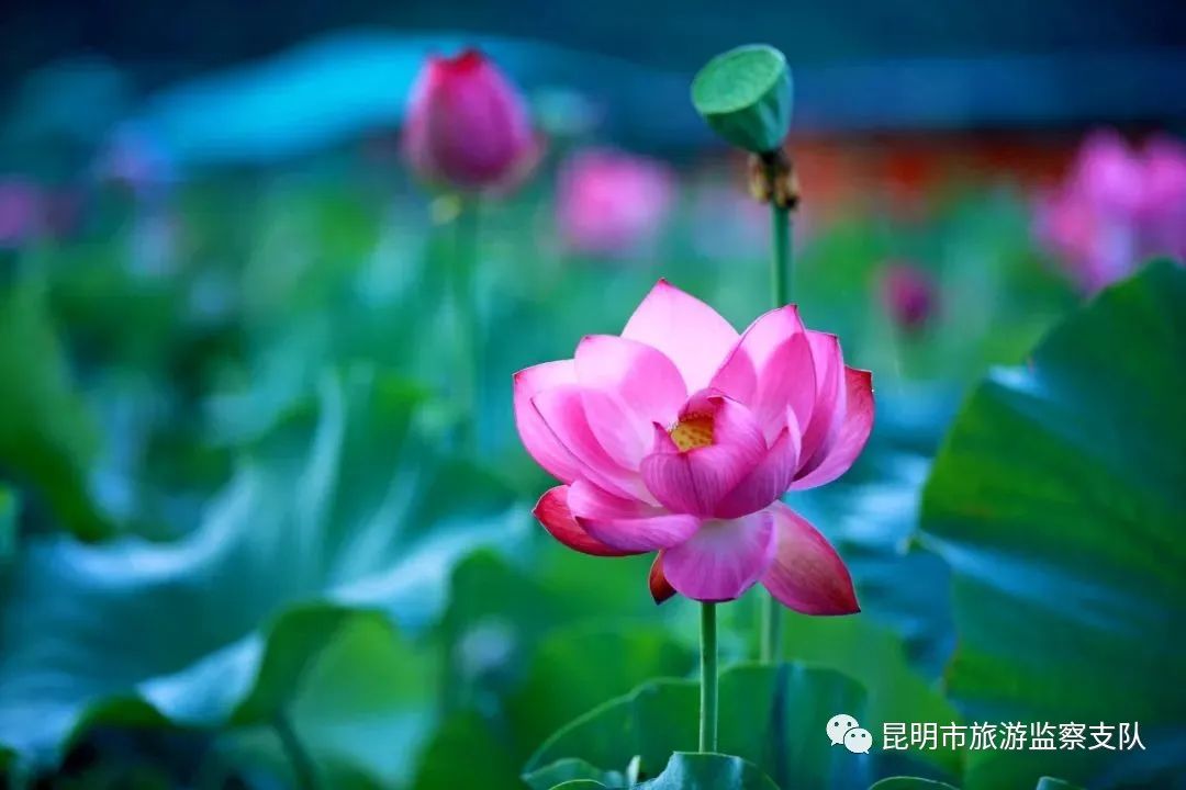 昆明市旅游监察支队