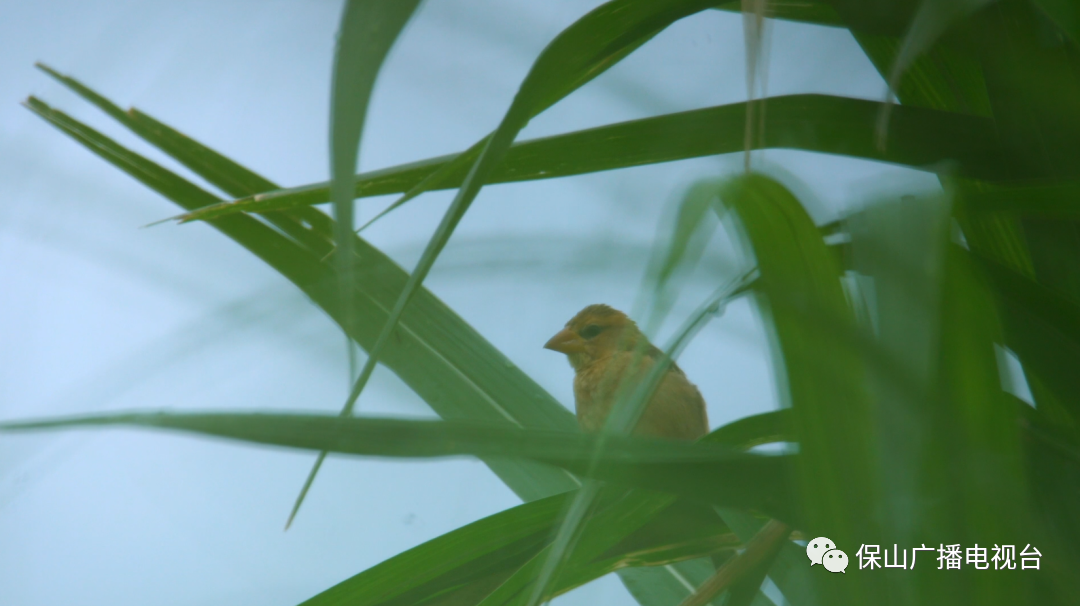 保山广播电视台