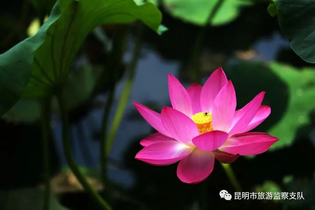 昆明市旅游监察支队