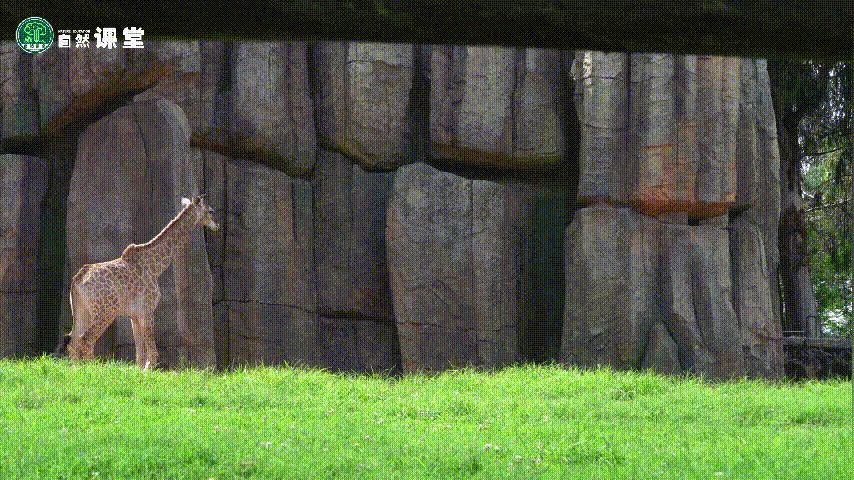 云南野生动物园