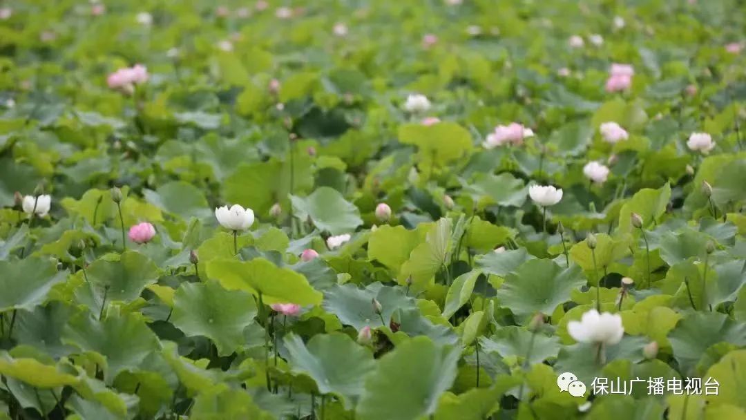 保山广播电视台