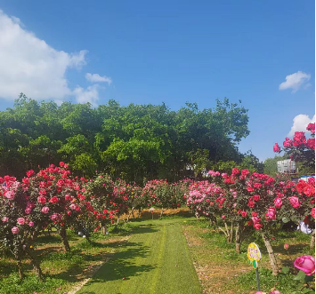 一部手机游云南