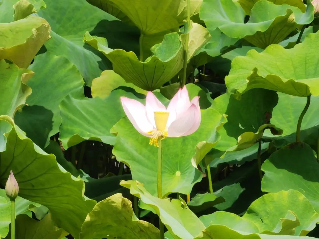 云南政协报