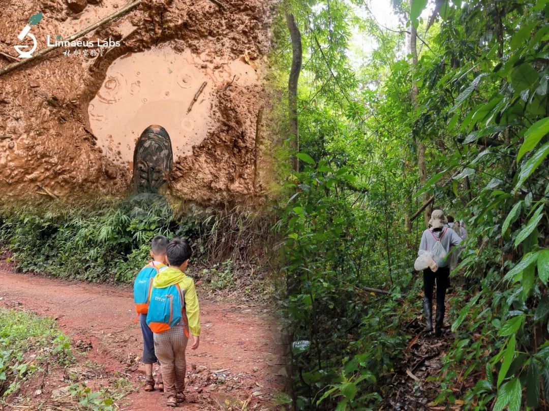 西双版纳望天树景区