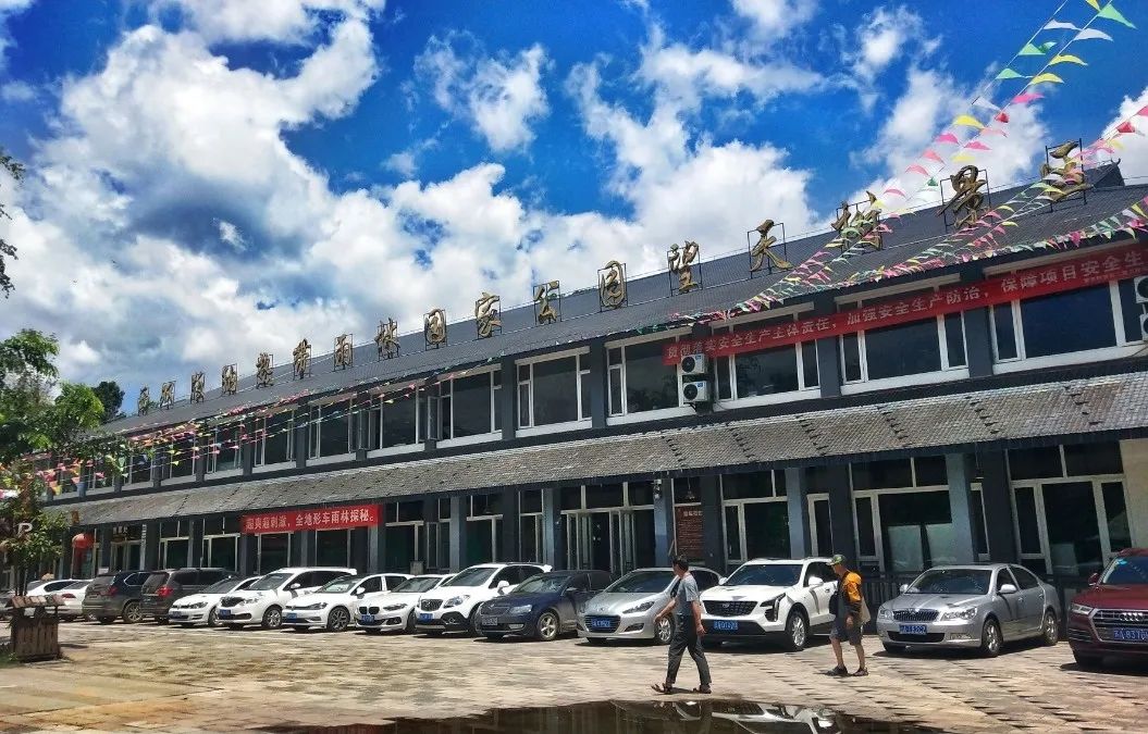 西双版纳望天树景区